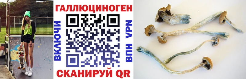Купить  Качканар  Псилоцибиновые грибы MAGIC MUSHROOMS 